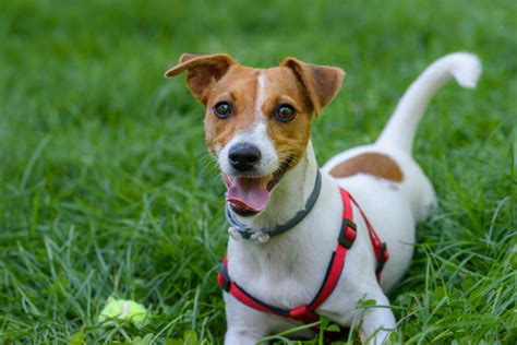 cachorro jack russell terrier